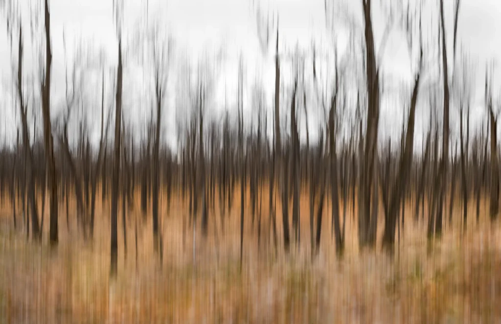Additional photograph made by Brian Kaufman while working on "American Beech" nature-in-motion piece shows the fall season blend.