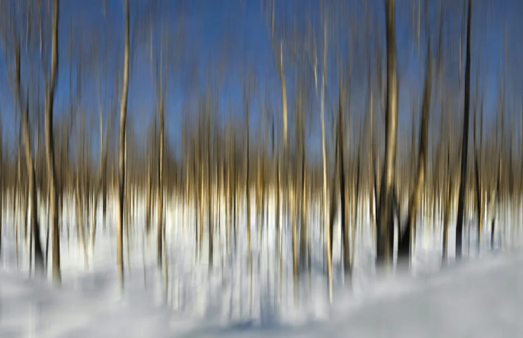 Additional photograph made by Brian Kaufman while working on "American Beech" nature-in-motion piece shows the winter season blend.