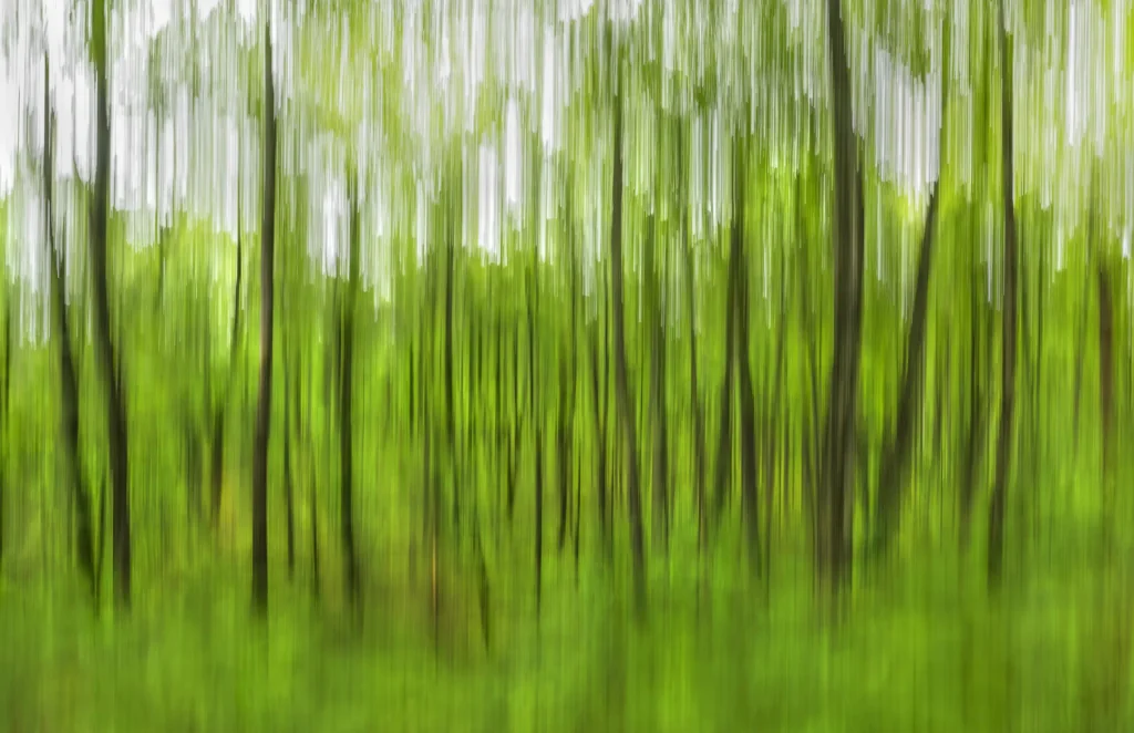Additional photograph made by Brian Kaufman while working on "American Beech" nature-in-motion piece shows the spring season blend.