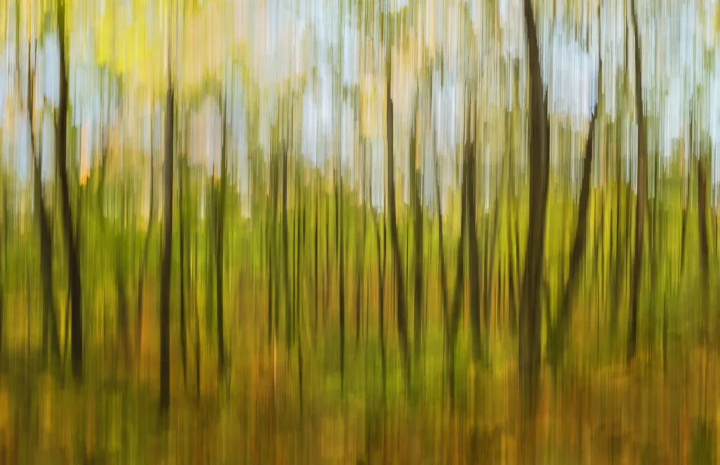Additional photograph made by Brian Kaufman while working on "American Beech" nature-in-motion piece shows the summer season blend.