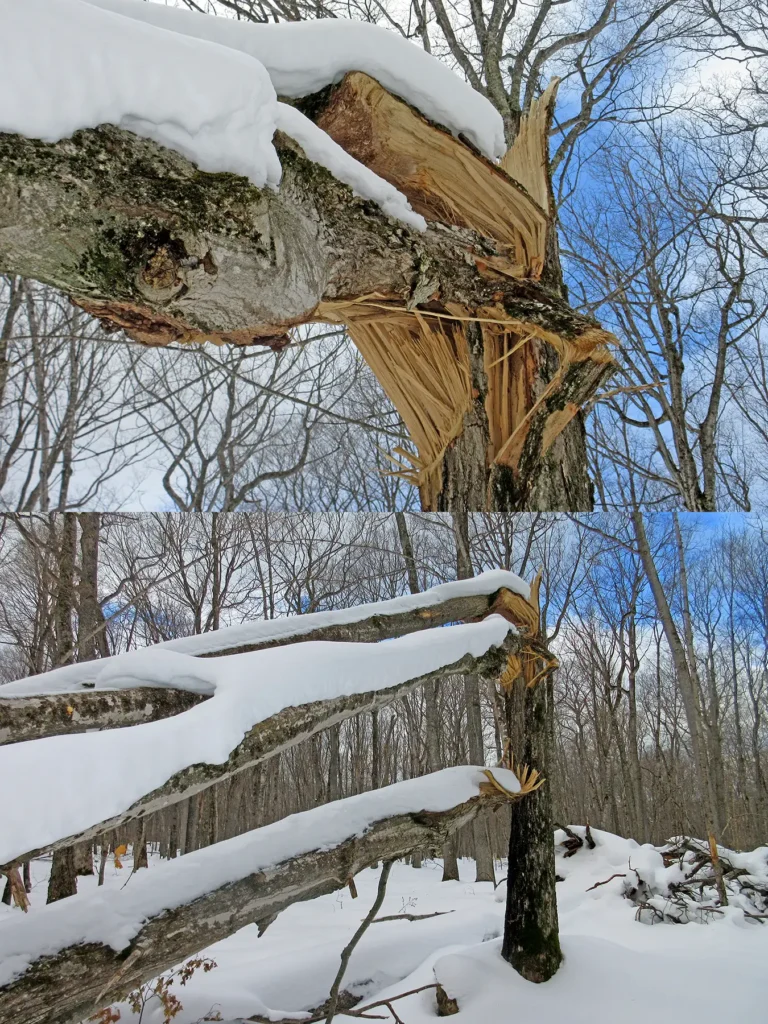 Additional photograph made by Brian Kaufman while working on "American Beech" nature-in-motion piece shows and American beech tree toppled, likely the result of beech bark disease