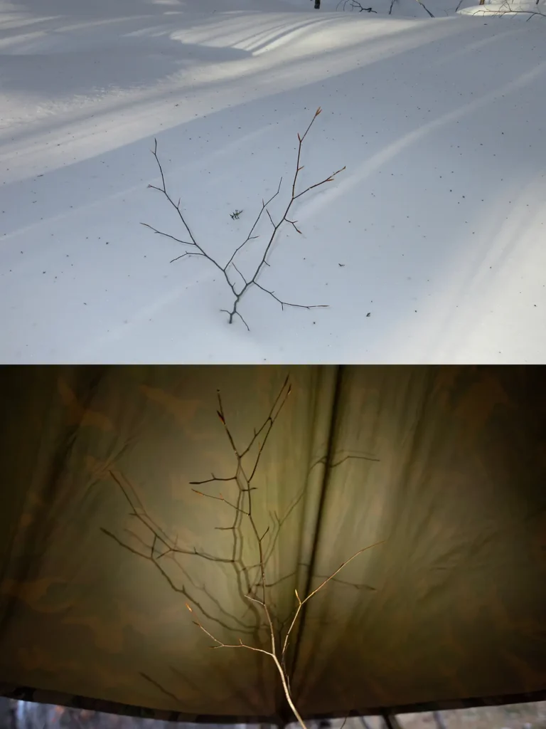 Additional photograph made by Brian Kaufman while working on "American Beech" nature-in-motion piece shows a sapling in the snow