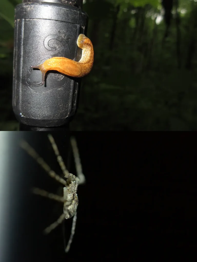 Additional photograph made by Brian Kaufman while working on "American Beech" nature-in-motion piece shows insects on camp equipment.