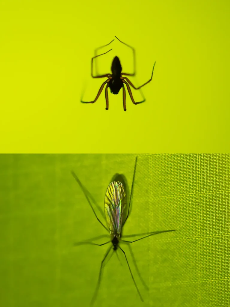 Additional photograph made by Brian Kaufman while working on "American Beech" nature-in-motion piece shows insects in a tent.