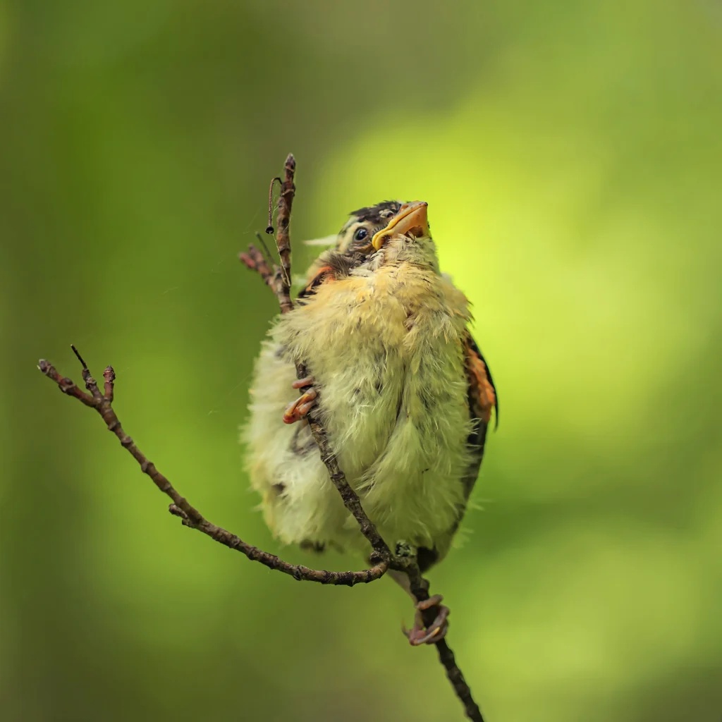Additional photograph made by Brian Kaufman while working on "American Beech" nature-in-motion piece shows a baby robin bird.