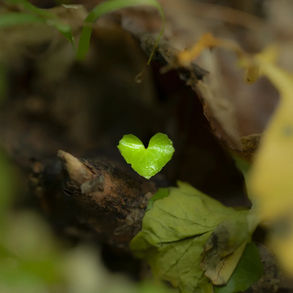 Additional photograph made by Brian Kaufman while working on "American Beech" nature-in-motion piece shows a flower petal shaped like a heart