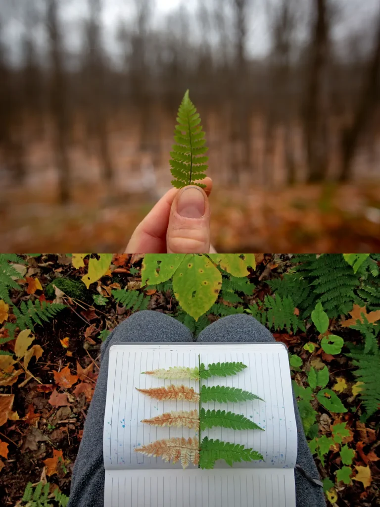 Additional photograph made by Brian Kaufman while working on "American Beech" nature-in-motion piece shows ferns