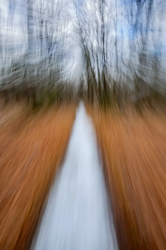 Additional photograph made by Brian Kaufman while working on "American Beech" nature-in-motion piece shows the trail to get there.