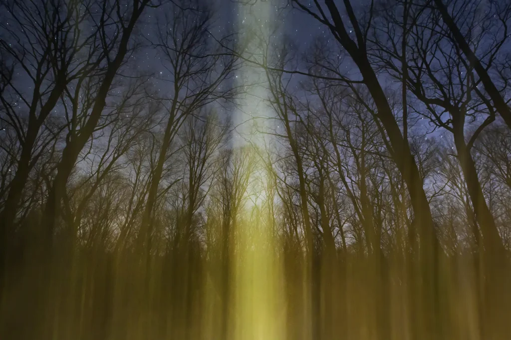 Additional photograph made by Brian Kaufman while working on "American Beech" nature-in-motion piece shows the forest predawn under headlight.