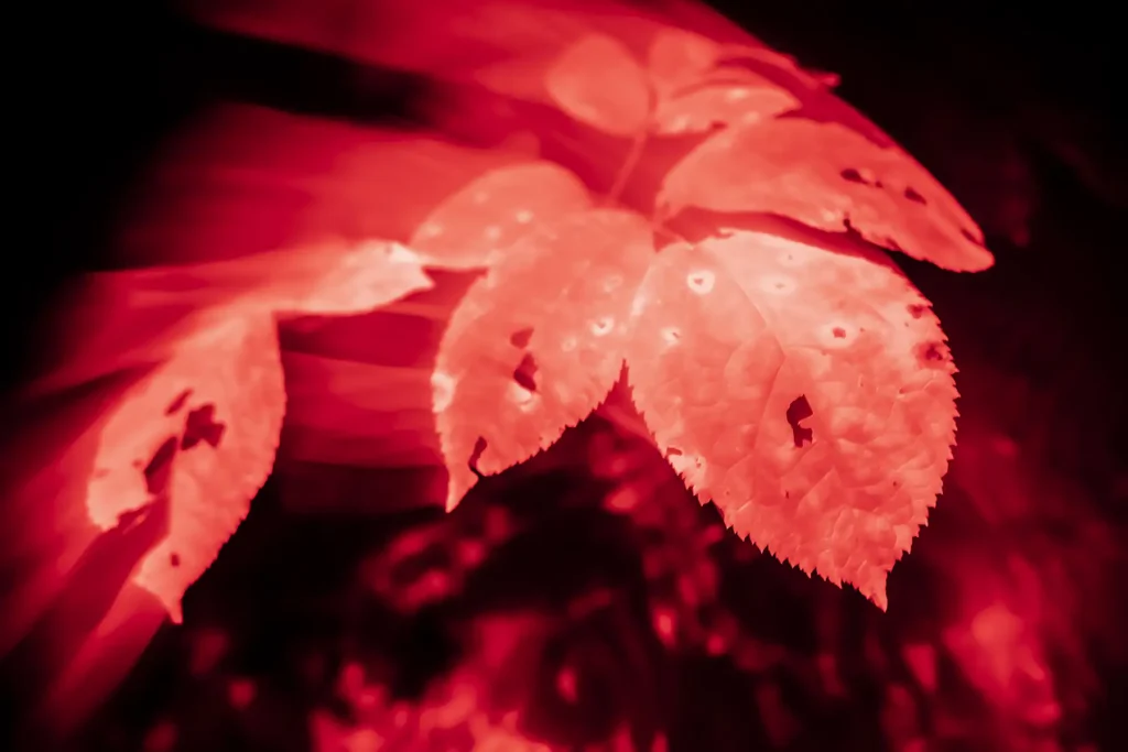 Additional photograph made by Brian Kaufman while working on "American Beech" nature-in-motion piece shows beech leaves under red headlight.