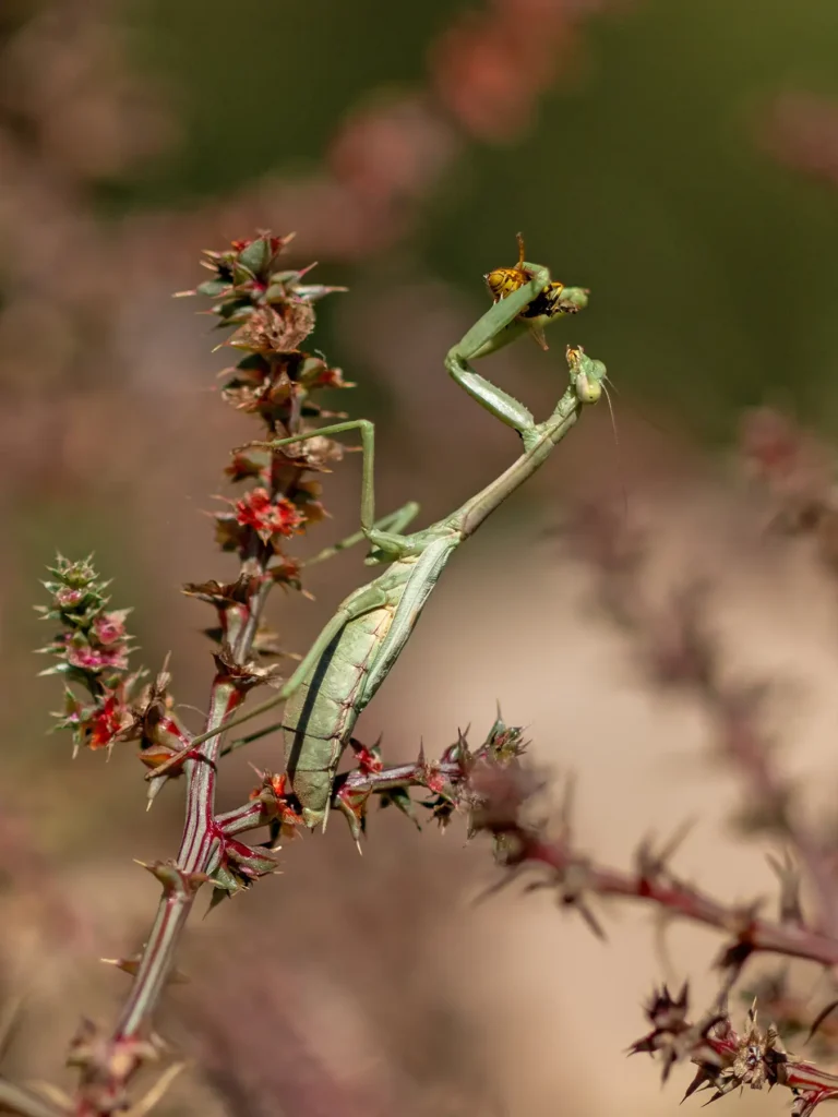 Additional photograph made by Brian Kaufman while working on "Annularity" nature-in-motion piece shows a mantis eating a bee.