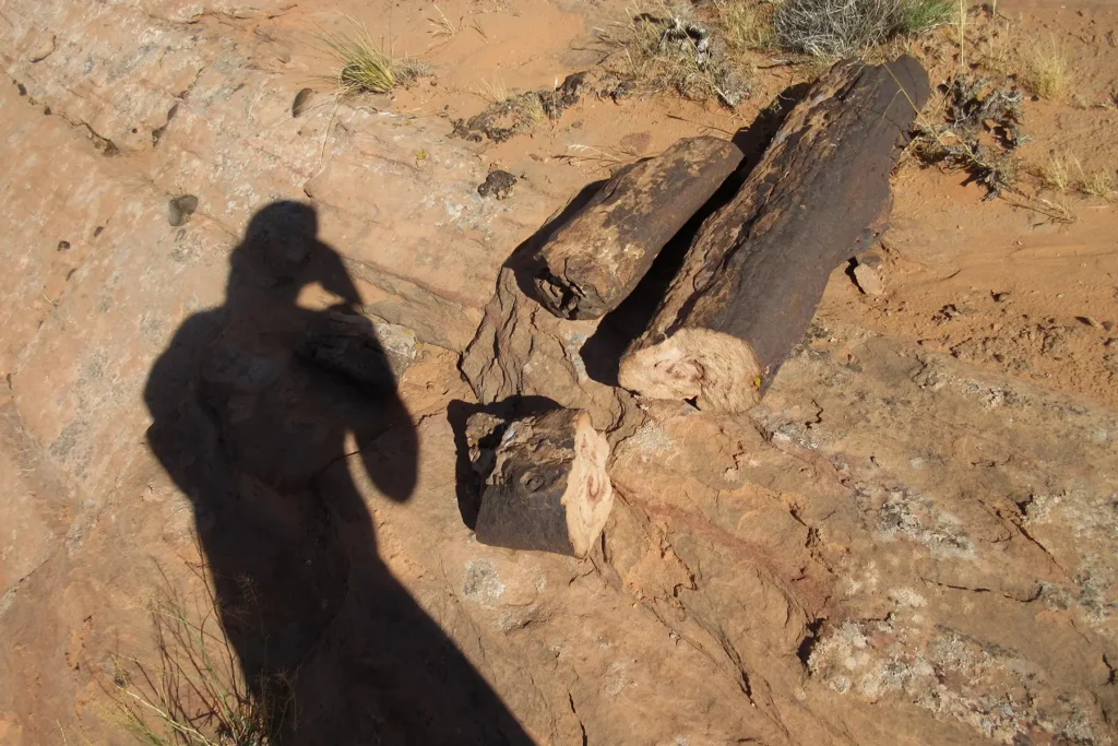 Additional photograph made by Brian Kaufman while working on "Annularity" nature-in-motion piece shows petrified wood.