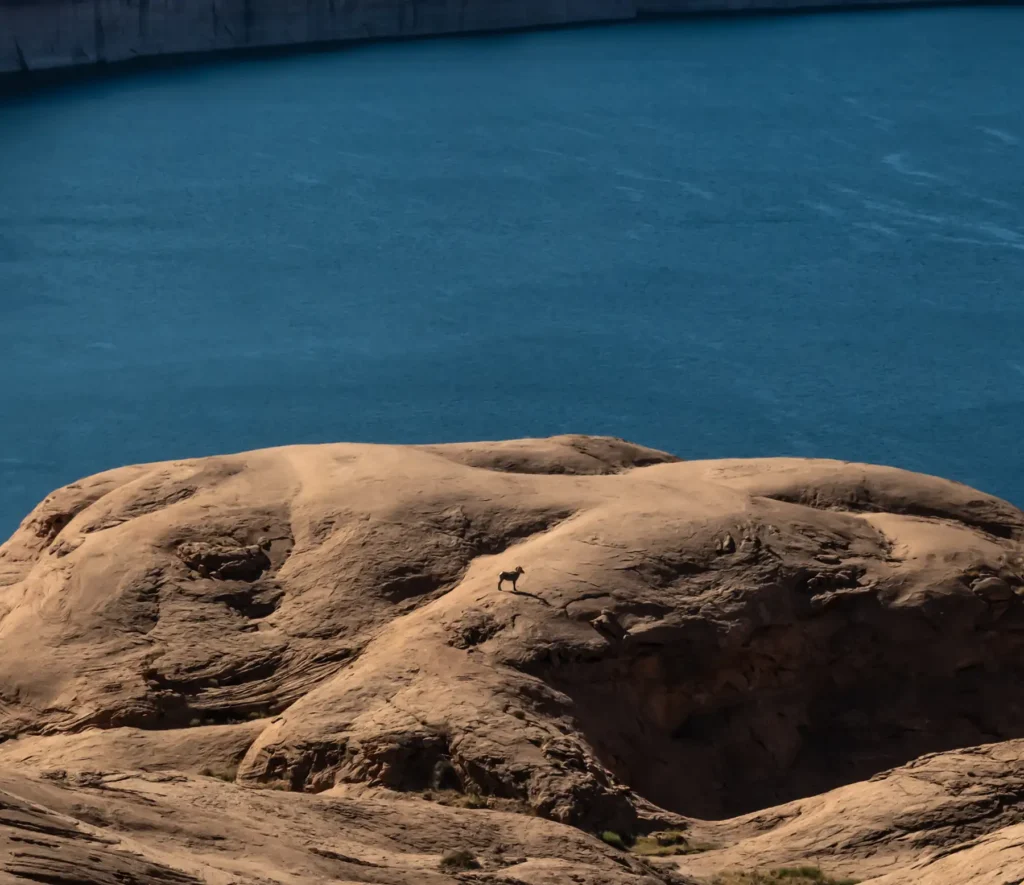 Additional photograph made by Brian Kaufman while working on "Annularity" nature-in-motion piece shows a bighorn sheep on a desert rock above Lake Powell.