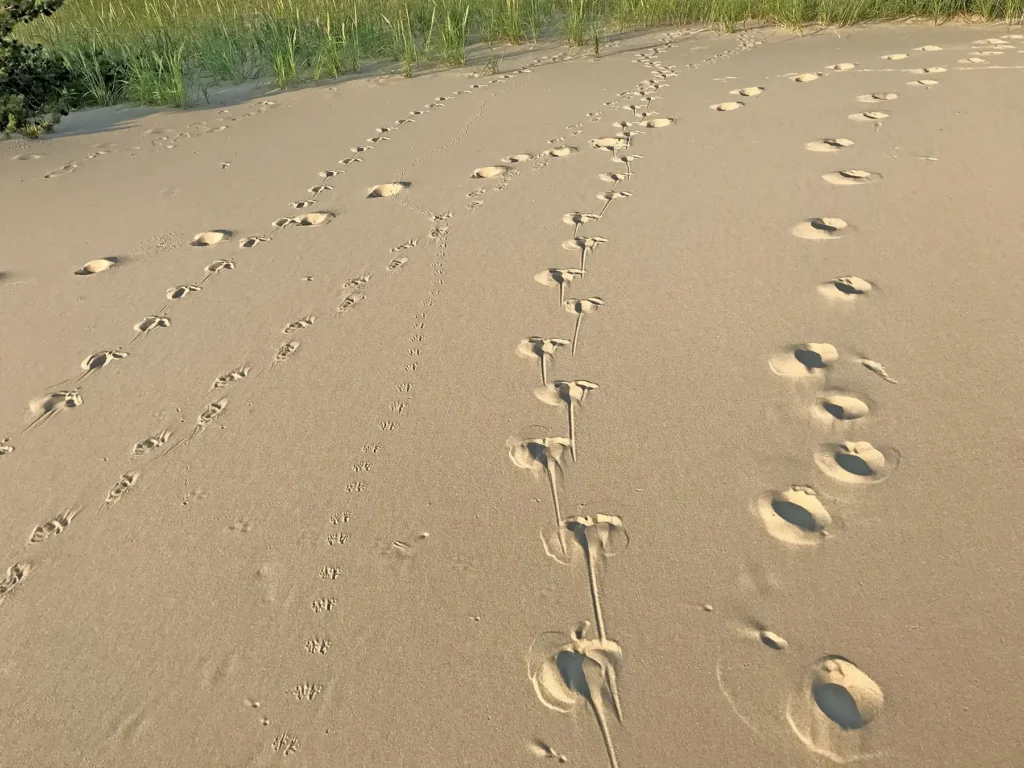Additional photograph made by Brian Kaufman while working on "Dark & Stormy" nature-in-motion piece shows animal tracks in the sand.