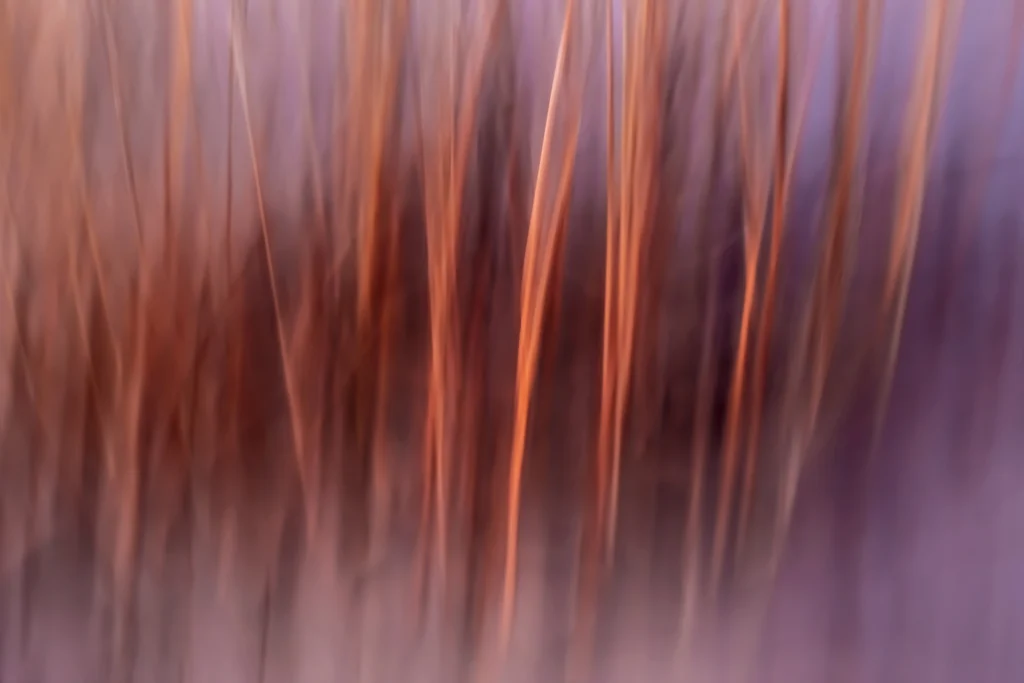 Additional photograph made by Brian Kaufman while working on "Dark & Stormy" nature-in-motion piece shows grass blowing in the wind.