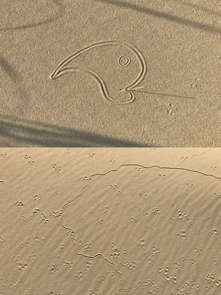Additional photograph made by Brian Kaufman while working on "Dark & Stormy" nature-in-motion piece shows patterns in the sand.