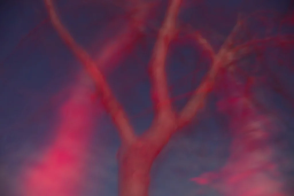 Additional photograph made by Brian Kaufman while working on "Dark & Stormy" nature-in-motion piece shows poplar trees blowing in the wind at night under red light.