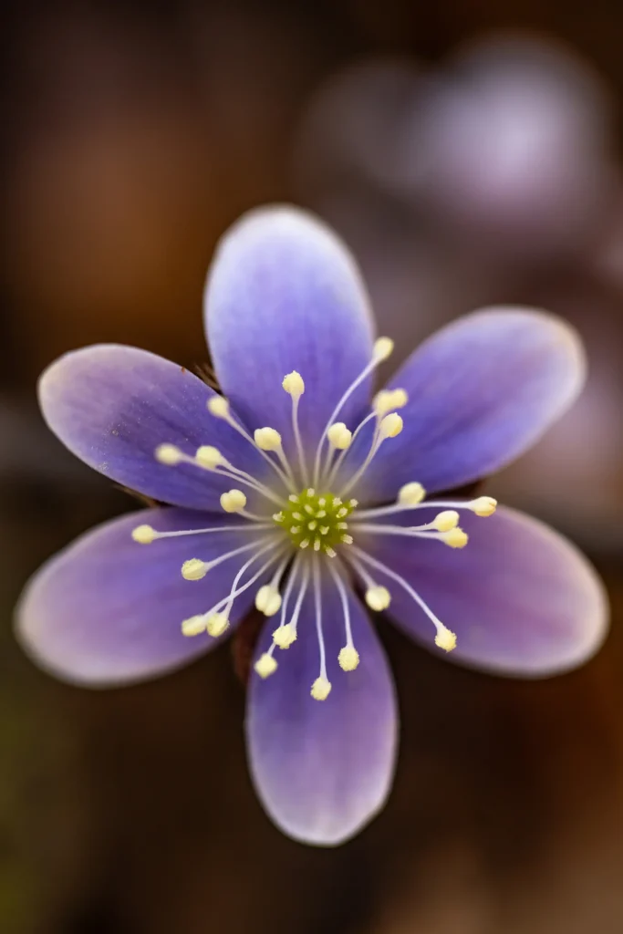 Additional photograph made by Brian Kaufman while working on "The Trumpeter" nature-in-motion piece shows a spring bloom from a macro lens