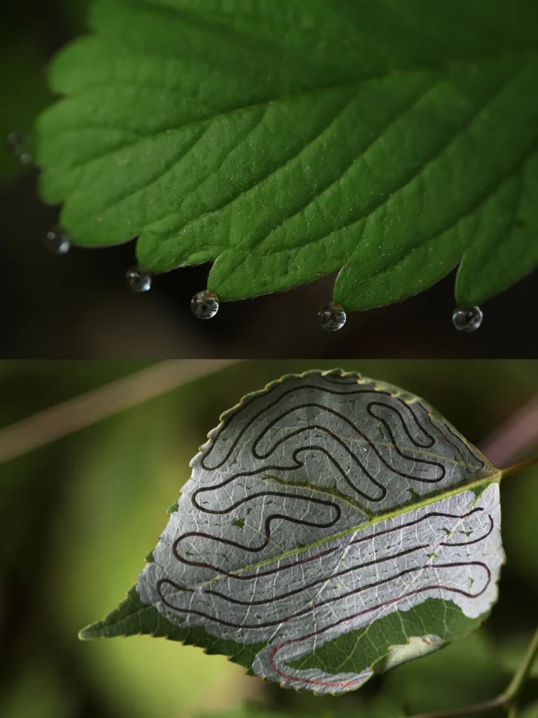 Additional photograph made by Brian Kaufman while working on "The Trumpeter" nature-in-motion piece shows leaves