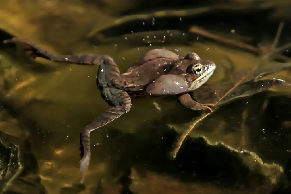 Additional photograph made by Brian Kaufman while working on "The Trumpeter" nature-in-motion piece shows a frog in the water