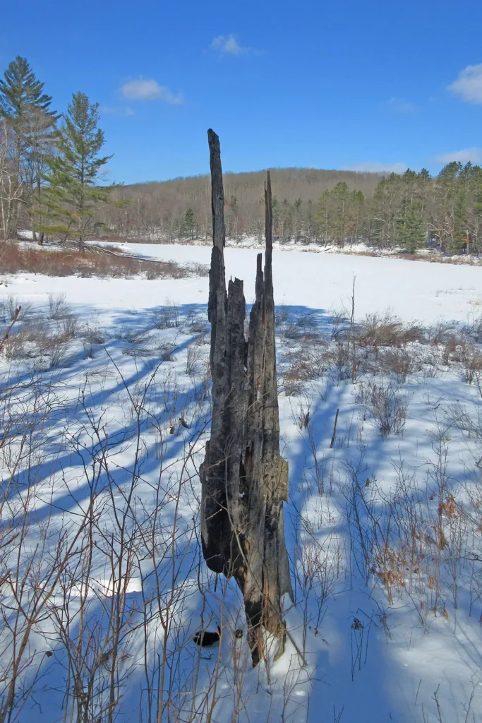 Additional photograph made by Brian Kaufman while working on "The Trumpeter" nature-in-motion piece shows a old dead tree stump during winter