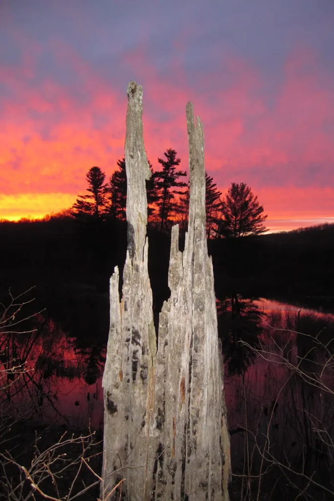 Additional photograph made by Brian Kaufman while working on "The Trumpeter" nature-in-motion piece shows a old dead tree stump at sunset