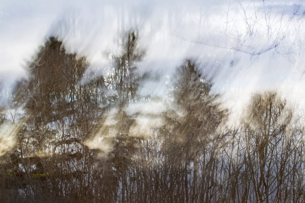Additional photograph made by Brian Kaufman while working on "The Trumpeter" nature-in-motion piece shows eastern white pines in motion midday