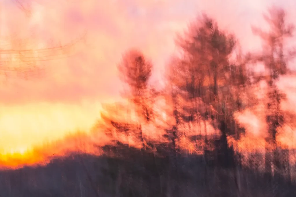Additional photograph made by Brian Kaufman while working on "The Trumpeter" nature-in-motion piece shows eastern white pines in motion at sunset