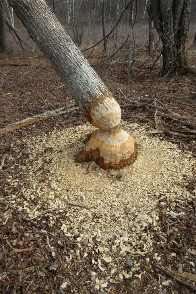 Additional photograph made by Brian Kaufman while working on "The Trumpeter" nature-in-motion piece shows a tree gnawed on by beavers