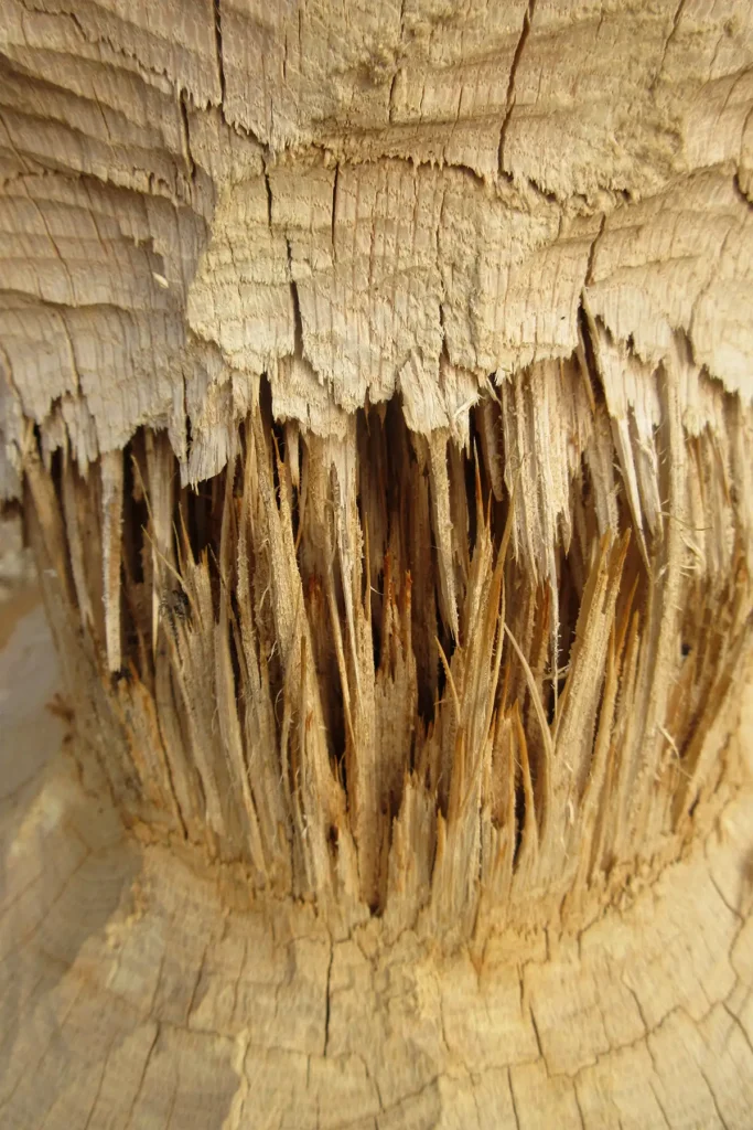 Additional photograph made by Brian Kaufman while working on "The Trumpeter" nature-in-motion piece shows a tree gnawed on by beavers