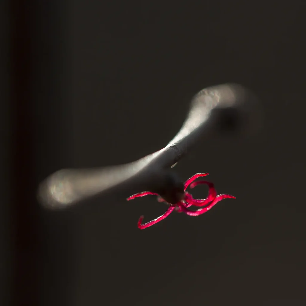 Additional photograph made by Brian Kaufman while working on "The Trumpeter" nature-in-motion piece shows a spring bloom from a macro lens