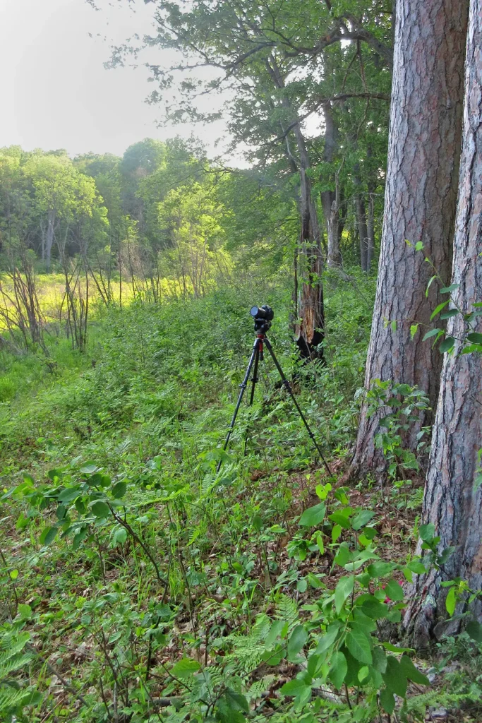Additional photograph made by Brian Kaufman while working on "The Trumpeter" nature-in-motion piece shows the tripod in spring