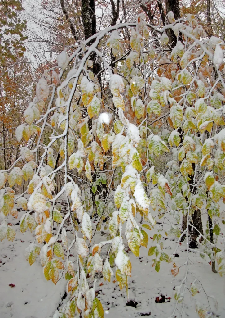 Additional photograph made by Brian Kaufman while working on "Totality" nature-in-motion piece shows a snow-covered trail