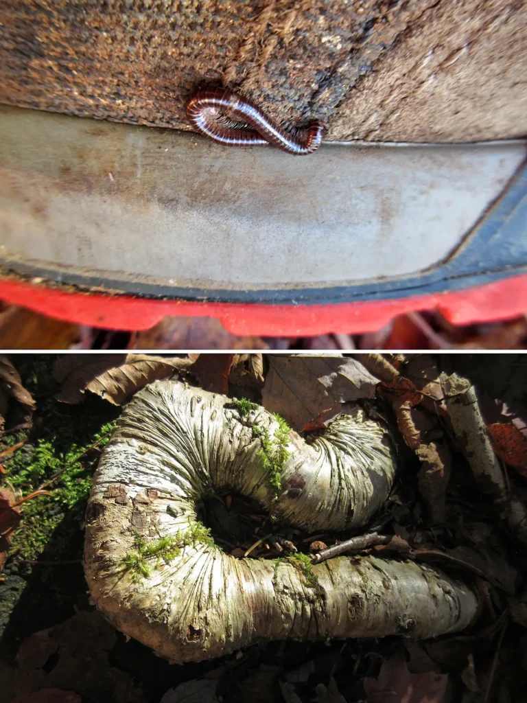 Additional photograph made by Brian Kaufman while working on "Totality" nature-in-motion piece shows an image comparison between millipede and tree root