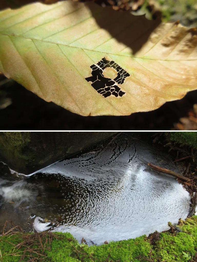 Additional photograph made by Brian Kaufman while working on "Totality" nature-in-motion piece shows an image comparison between leaf and water