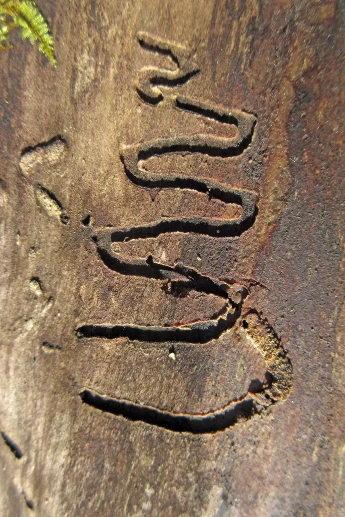 Additional photograph made by Brian Kaufman while working on "Totality" nature-in-motion piece shows a tree scarred by insects